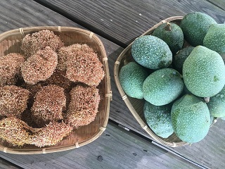 Sau trà sữa trân châu, liệu sản phẩm “thạch aiyu” sẽ làm dấy lên trào lưu rầm rộ ở Nhật?