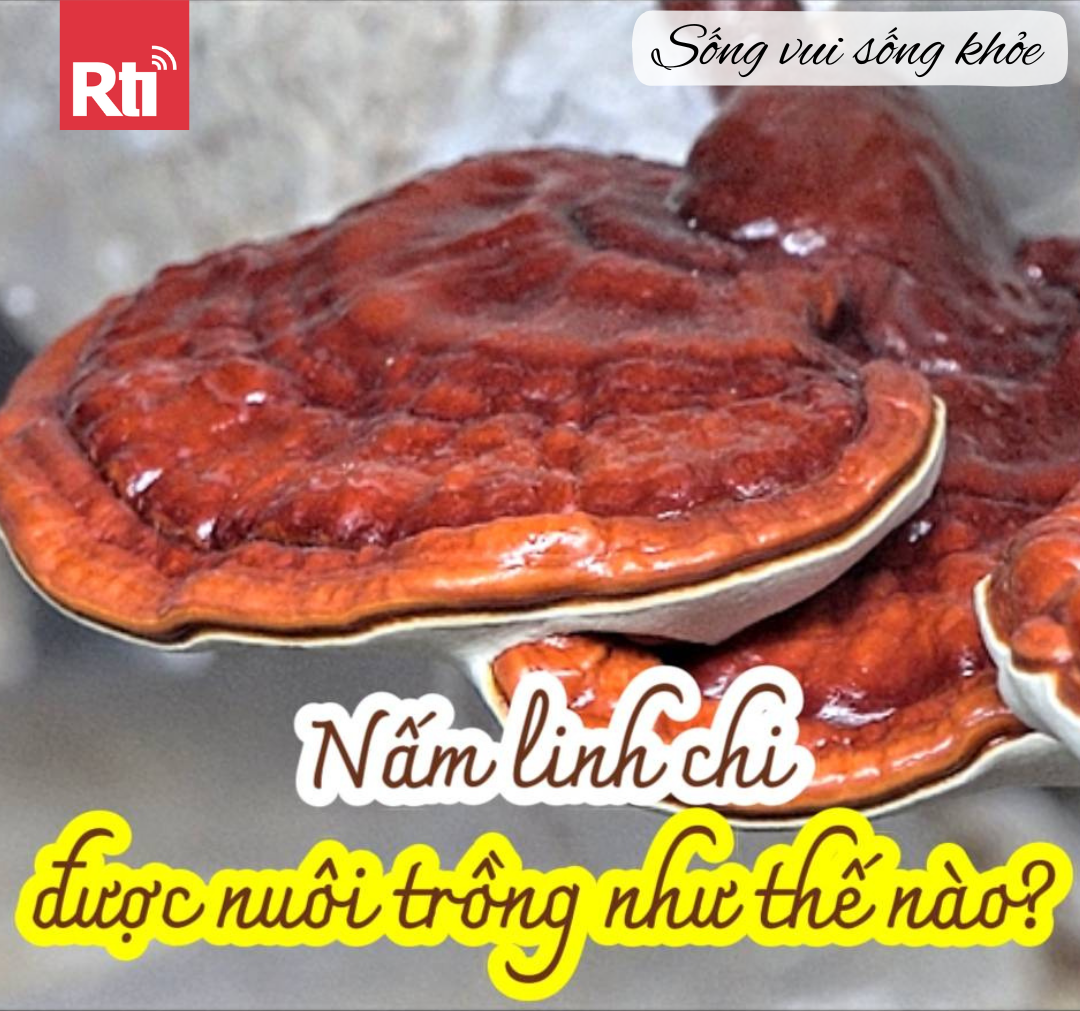[Sống vui sống khỏe - Tập 85] Nấm linh chi được nuôi trồng như thế nào?