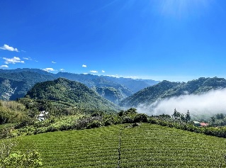 Tìm hiểu lịch sử phát triển và những biến chuyển mới của ngành trà huyện Gia Nghĩa