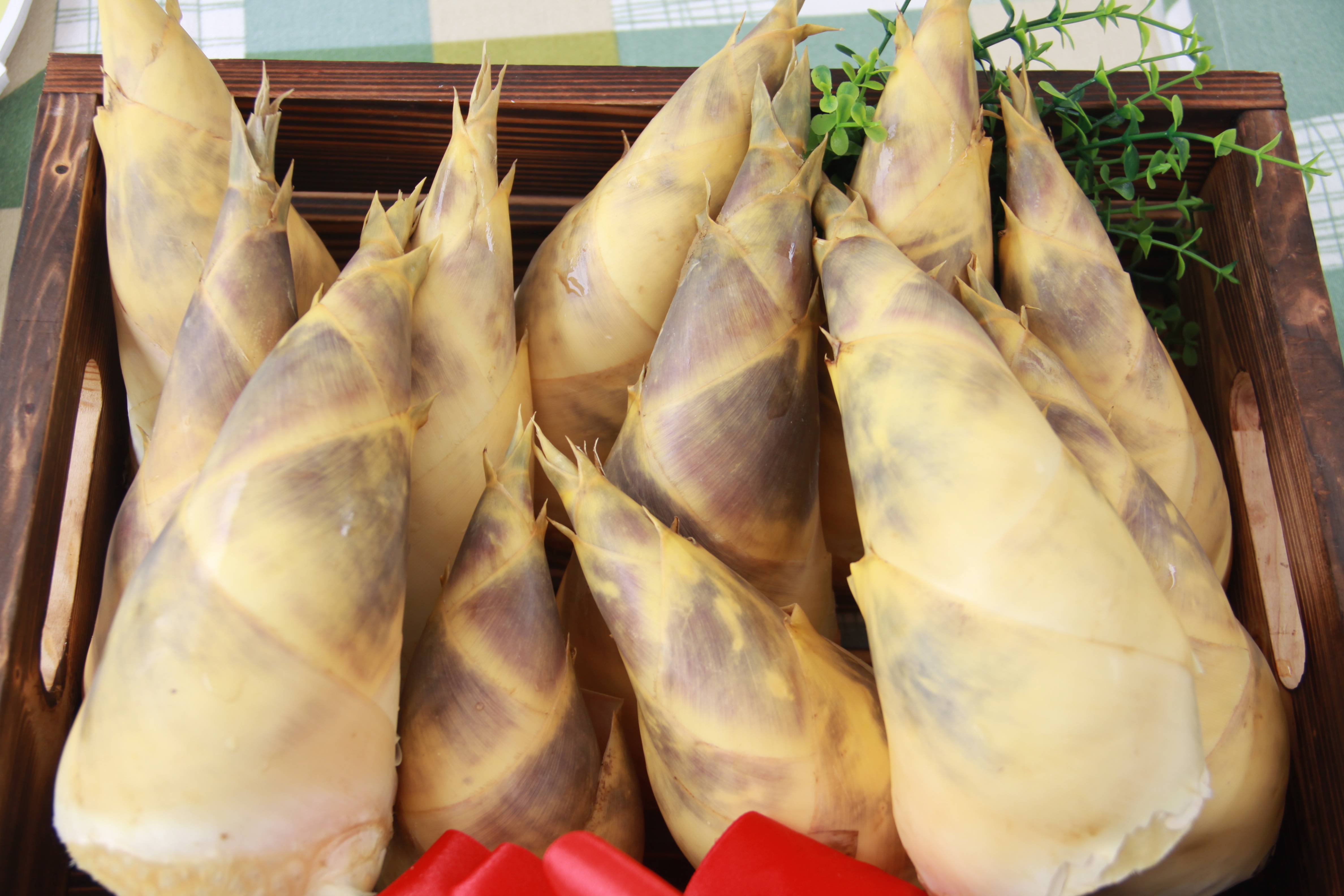 Trải nghiệm “1 ngày làm nông dân trồng măng”