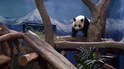 Gấu trúc con Viên Tử bình thản trong ngày đầu sống tự lập