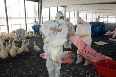 Xác định tại trại nuôi gà ở Đài Nam là virus cũ H5N2 không phát hiện chủng cúm mới bị lan rộng