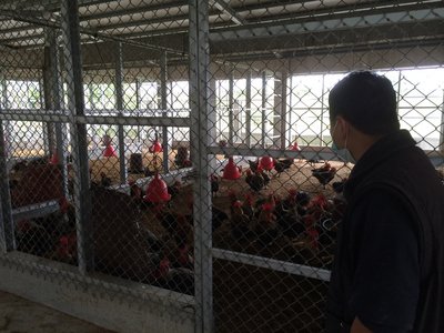 Cúm gia cầm lại tăng thêm loại vi rút H5N3, thêm một trại nuôi gà phải đưa mẫu kiểm nghiệm.