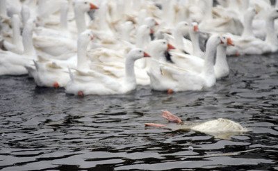 Tổng cộng đã có 5 trại nuôi ngỗng bị phát hiện nhiễm Virut cúm gia cầm H5N3