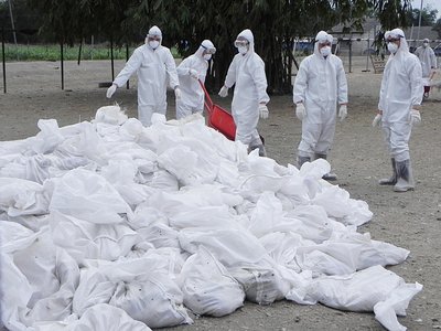 Gần 600 trại chăn nuôi có biểu hiện nghi ngờ cúm gia cầm lo ngại gia cầm sống trên cạn tiềm ẩn nhiều rủi ro