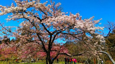 Cây Hoa Anh Đào Vương trên núi A Lý đã nở rộ.