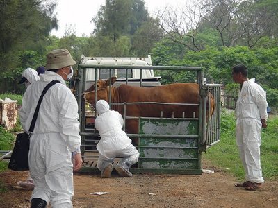 Thủ tướng Mao Trị Quốc : Giám sát, theo dõi chặt chẽ dịch bệnh lở mồm long móng trên đàn trâu bò ở Kim Môn