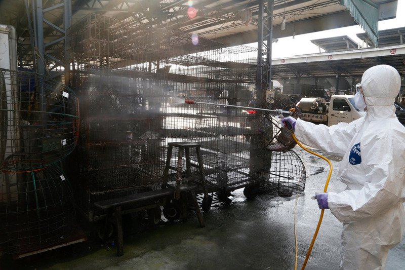 Trang trại nuôi gà lôi ở Văn Lâm được xác định bị nhiễm cúm H5N2, tiêu hủy gần 1000 con gà lôi