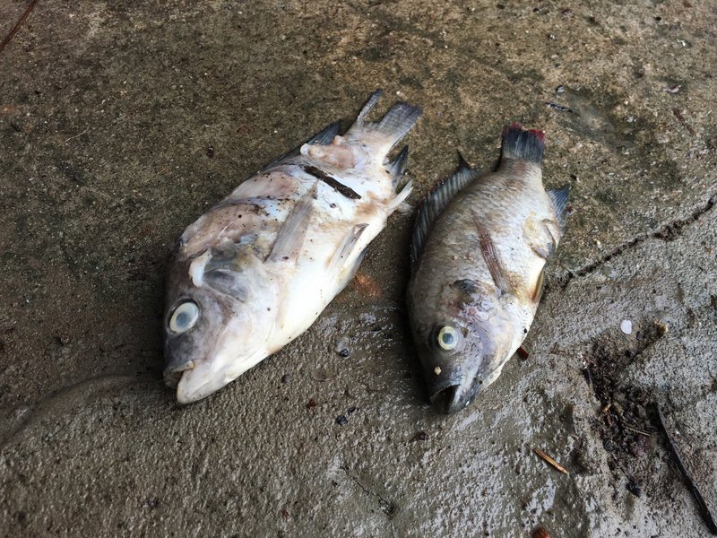 Cá rô phi bị nhiễm virút Tilapia Lake.
