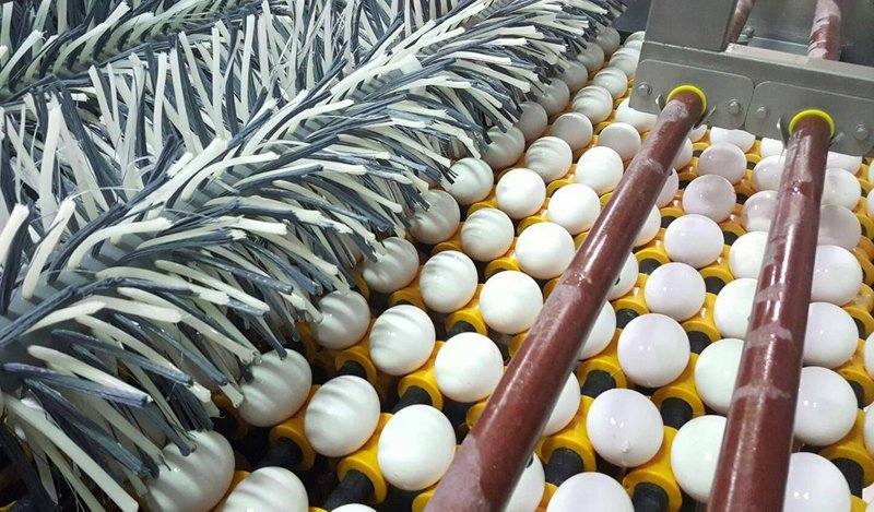 Thủ tướng chỉ thị thiết lập tiêu chuẩn lượng tồn dư chất fipronil trong trứng gà