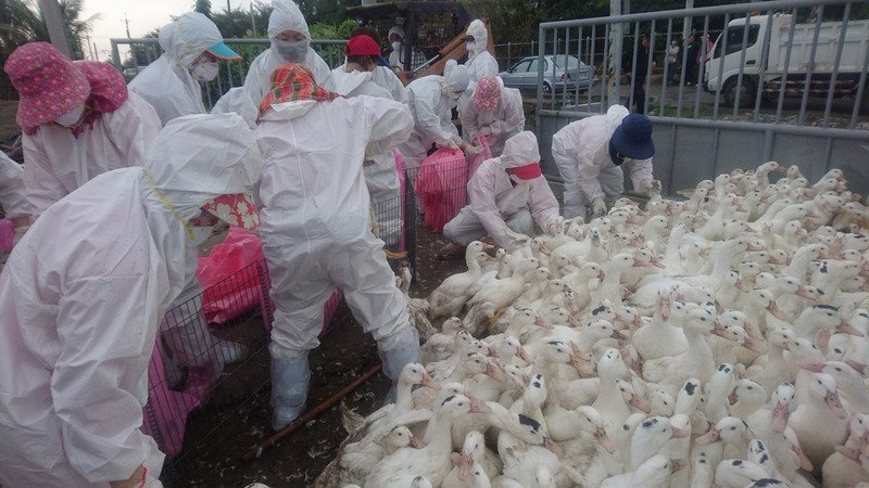 Nông trại nuôi vịt Huyện Bình Đông xác nhận có trường hợp nhiễm H5N2