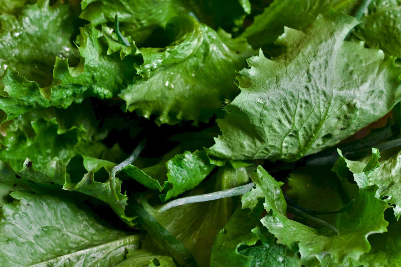 Xà lách Romaine của Mỹ nhiễm trực khuẩn coli, kể từ ngày 28-11 Sở Kiểm soát Thực phẩm và Dược phẩm tăng cường kiểm soát nhập khẩu