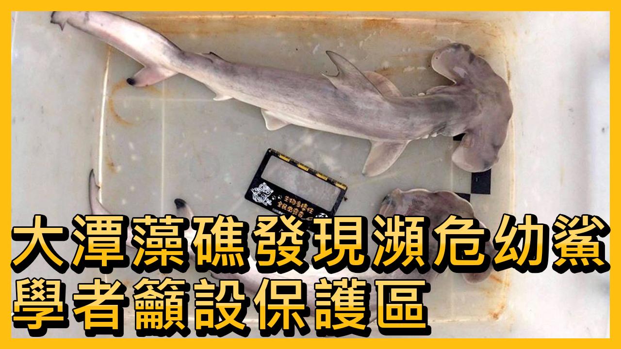 Phát hiện loài cá mập sắp tuyệt chủng tại rạn san hô Đại Đàm