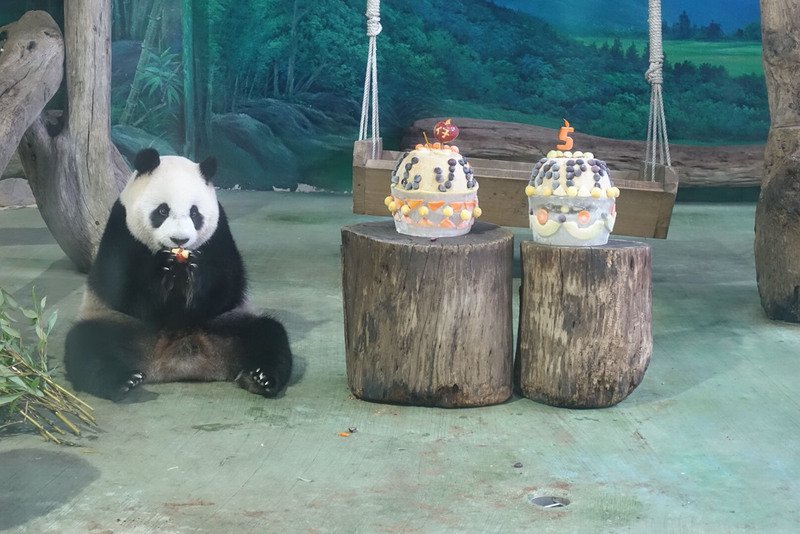 Gấu trúc Viên Tử tròn 5 tuổi, Sở thú hy vọng nhanh chóng tìm bạn đời cho chú gấu trúc