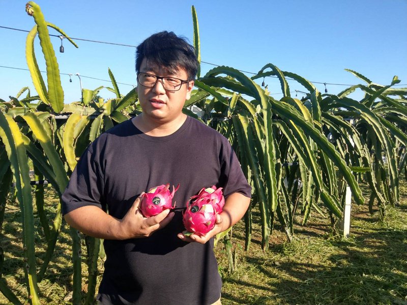 Ủy ban Nông nghiệp áp dụng biện pháp điều tiết không để sản phẩm thanh long bị sụt giá mạnh như sản phẩm dứa