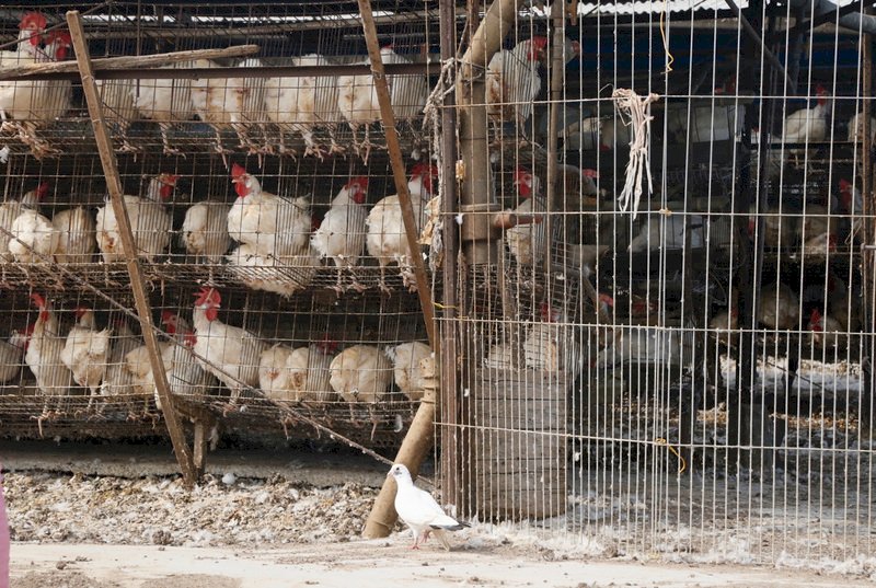 Trong vòng 4 tuần có 26 ca nhiễm cúm tập thể, 35 ca nhiễm cúm biến chứng nặng, lập mức cao kỷ lục trong 5 năm nay