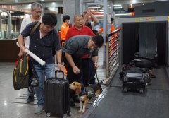 Phòng chống dịch tả lợn châu Phi lan sang Đài Loan, vi phạm mang thực phẩm thịt nhập cảnh bị phạt nặng 300.000 Đài tệ