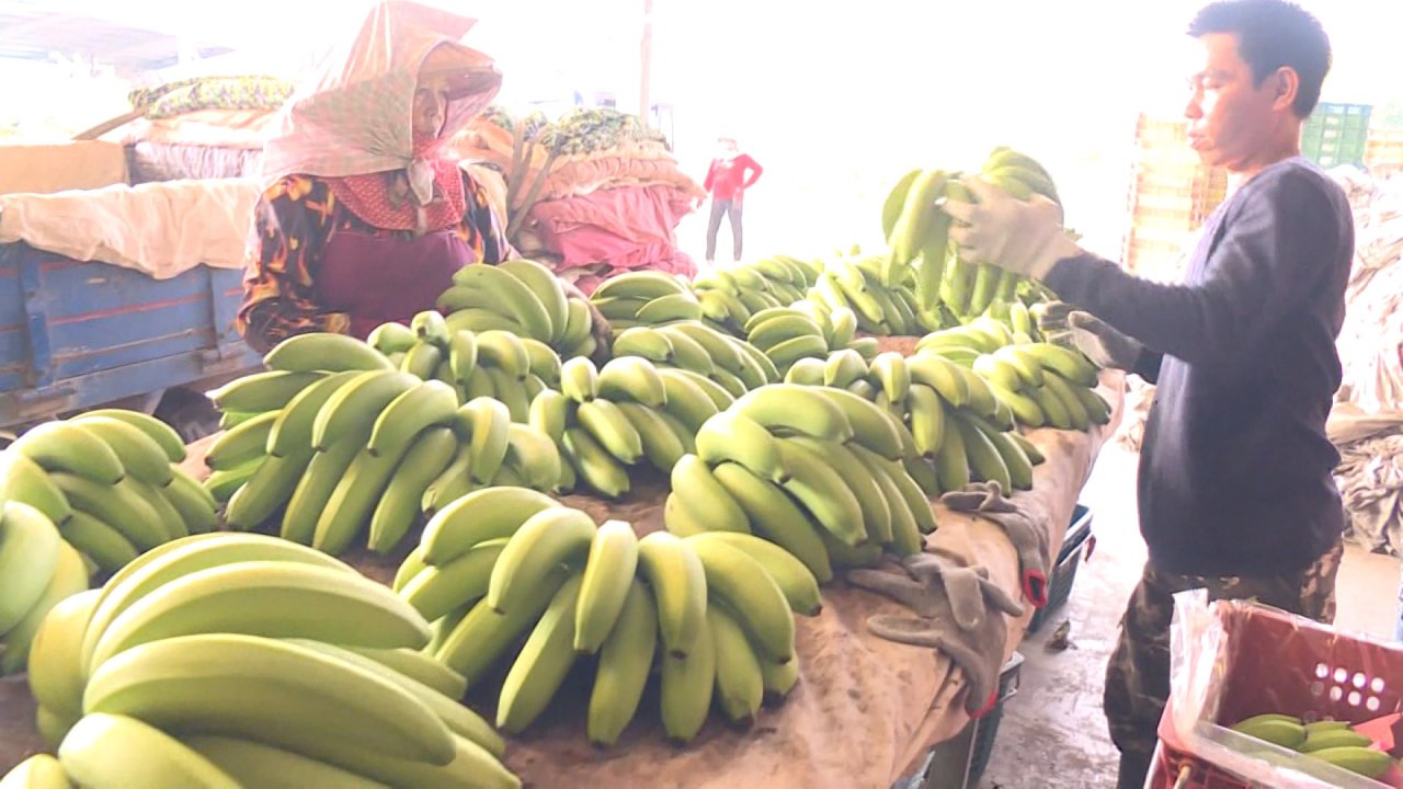 Chuối Hoàng Kim, niềm kiêu hãnh của Đài Loan.