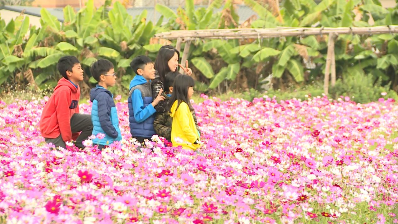Sao nhái trong khu vui chơi Nội Lâm, Vân Lâm đua nở.