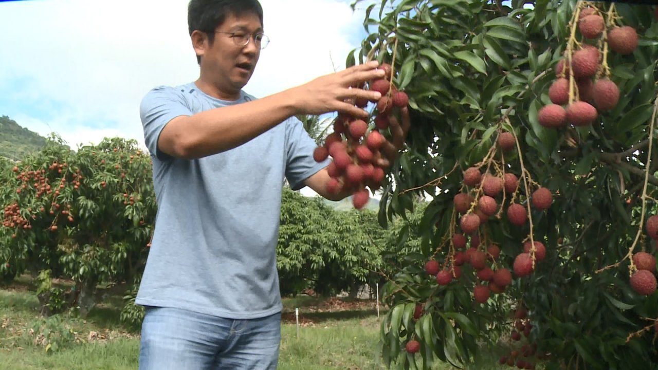 Tận dụng kỹ thuật khống chế ra hoa làm cho cây vải cho quả sớm.