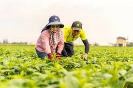 Hưởng ứng chính sách Hướng Nam mới,kế hoạch Đại sứ thanh niên nông nghiệp nhận báo danh từ nay đến 14/6