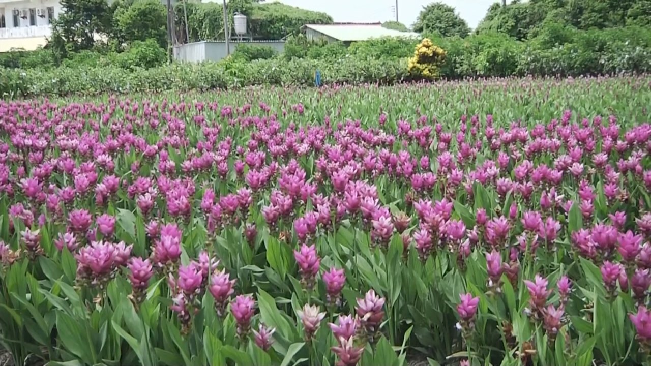 Mùa hè này bông hoa “tulip Xiêm” đang nở rộ khoe sắc ở Chương Hóa