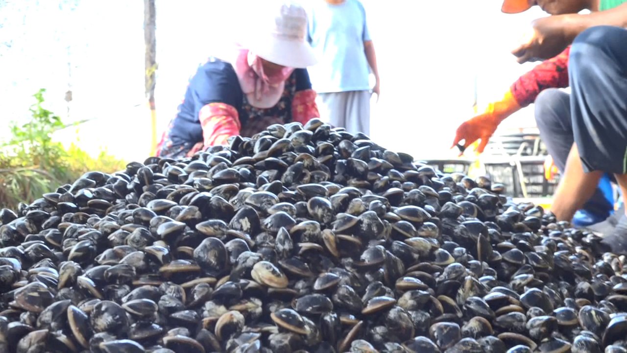 Ngư dân bận rộn hối hả với mùa thu hoạch ngao mật để đáp ứng các món nướng trong Tết Trung Thu