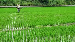 Vân Lâm thiếu hụt lao động nông nghiệp, hành vi sử dụng lao động nước ngoài phi pháp trong nông nghiệp chiếm tỷ lệ cao