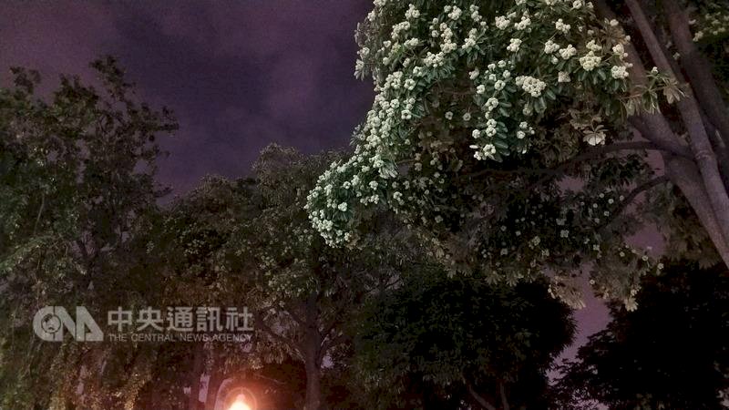 Mùi hoa sữa gây khó chịu, phấn hoa sữa gây dị ứng