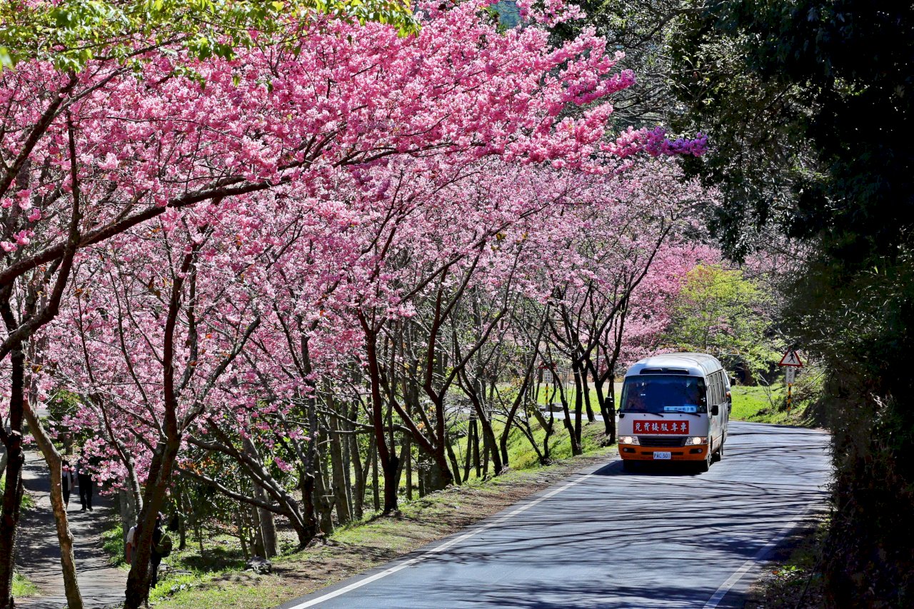 Mùa hoa anh đào trên nông trường Vũ Lăng sắp bắt đầu.