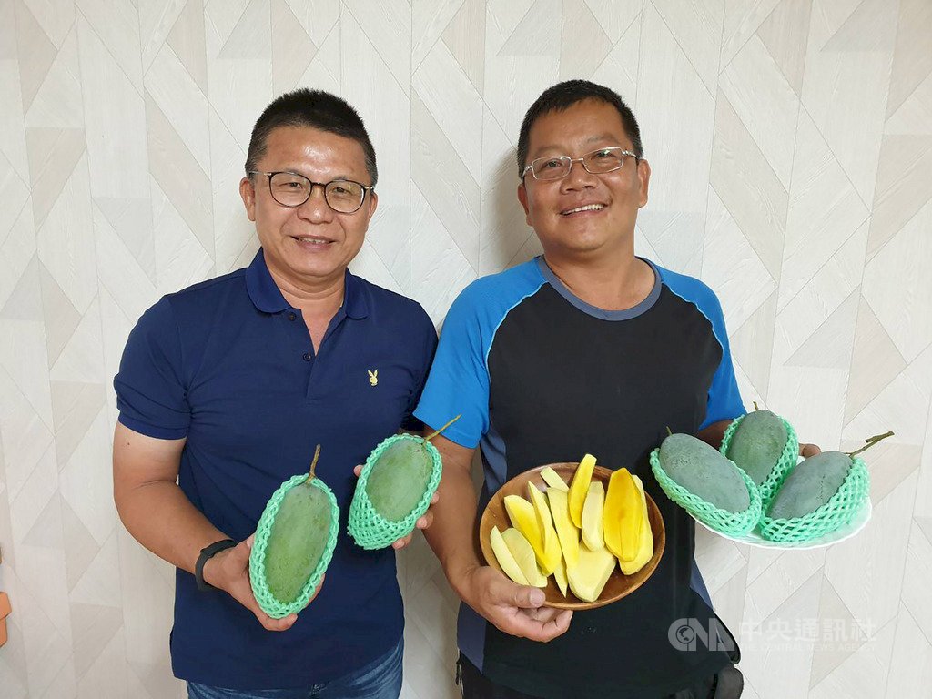Nhà vườn Bình Đông đã thành công thuần hóa giống xoài Phỉ Thúy sau 11 năm lai tạo giống.