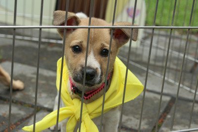 3 người đàn ông nhận nuôi chó lang thang để giết thịt đã bị tuyên án tù giam và phạt tiền