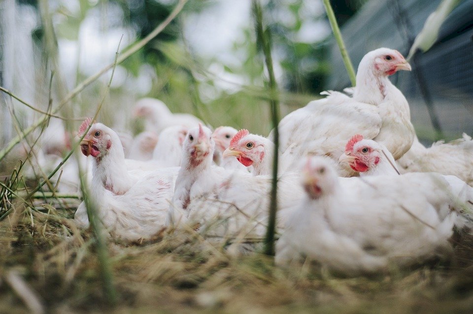 Chương Hóa tiêu hủy hơn 16 ngàn con gà nhiễm cúm H5N5