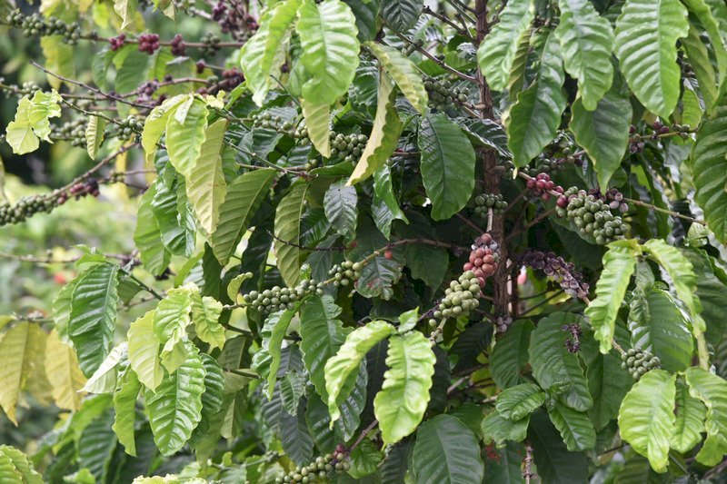 Lá cà phê có thể dùng để pha thức uống như trà