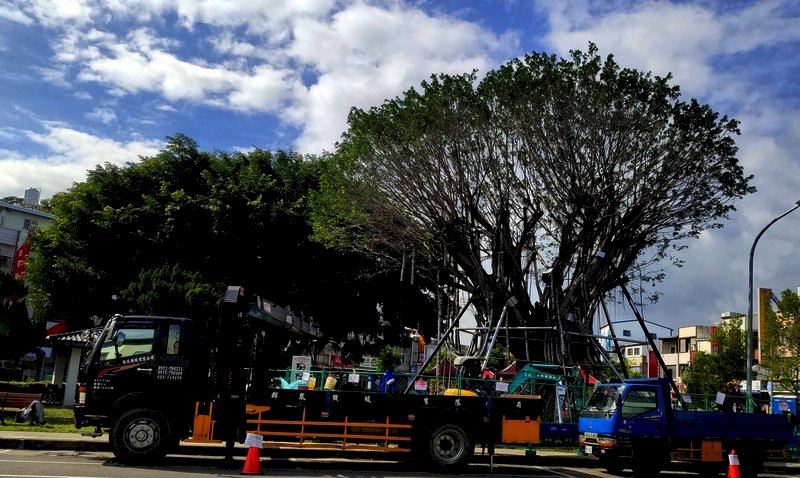 Cây đa điểm mốc ở thành phố Đài Đông bị rễ nâu, người dân quyên góp 1,5 triệu Đài tệ cứu cây