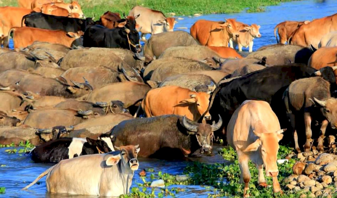 Hành trình “di chuyển tập thể” của 200 chú bò Đài Loan tạo quang cảnh vô cùng hoành tráng