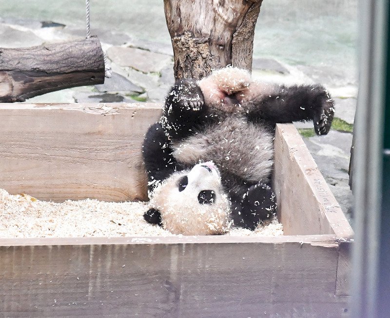 Gấu trúc Yuan Bao chính thức ra mắt công chúng