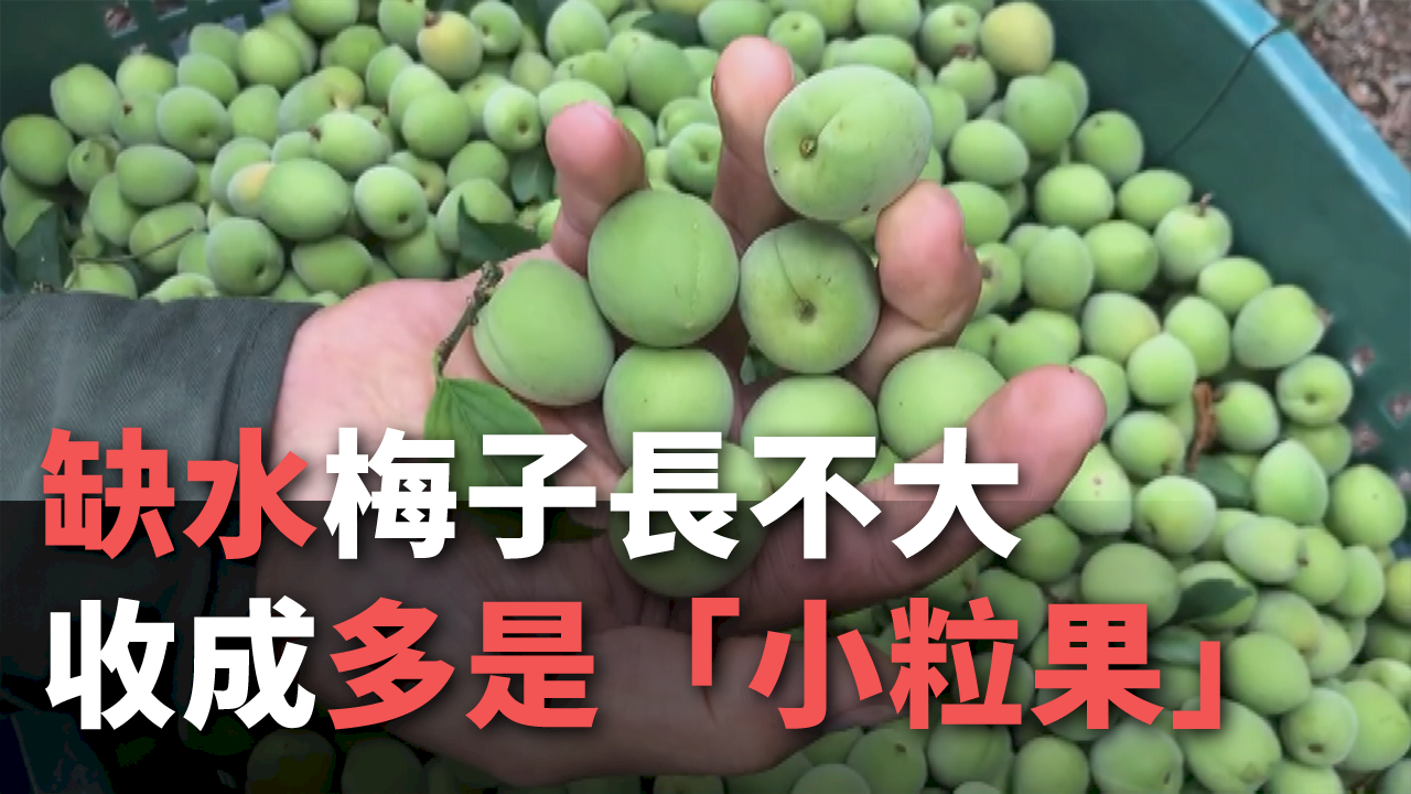 Hạn hán khiến quả mơ ra trái nhỏ, ảnh hưởng lớn đến thị trường và hộ nông trồng mơ