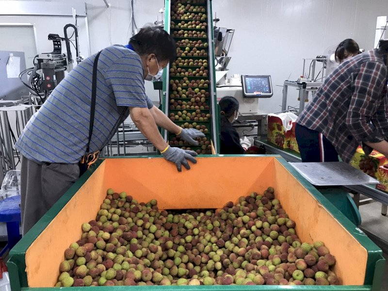 Dịch vụ chuyển phát nhanh tạm ngưng gửi hàng về khu vực từ Tân Trúc trở về miền Bắc, 60% vải Dashu không thể tiêu thụ về thị trường miền Bắc