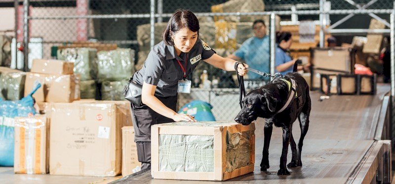 Phòng chống dịch tả lợn Châu Phi, Bộ Tài chính: kiểm tra toàn bộ hàng  hóa trên các chuyến bay đến từ Việt Nam