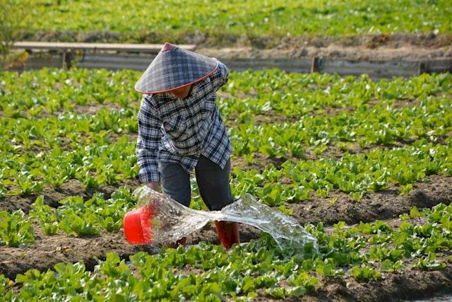 Giá phân bón tăng liệu giá rau có hình thành đợt sóng tăng giá mới? Ủy ban Nông nghiệp: hiện tại giá vẫn ổn định