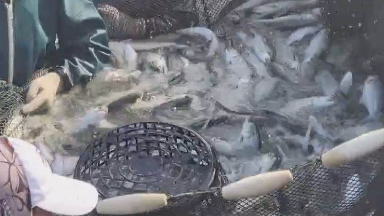 Video: Trung Quốc phát hiện chất cấm trong cá mú của 2 trang trại nuôi cá của Đài Loan. Ủy ban Nông nghiệp: Hủy tư cách xuất khẩu