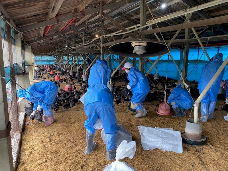 Phát hiện cúm gia cầm trong 3 trại nuôi gà tại Vân Lâm