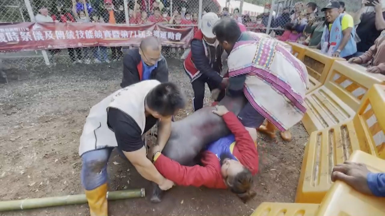 Video: Cuộc thi bắt heo rừng của tộc Bunun