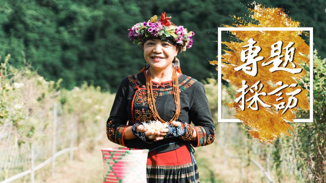 Đến nông trại Jiahou bộ lạc Kuljaljau hái hoa kim ngân để được ở trọ miễn phí