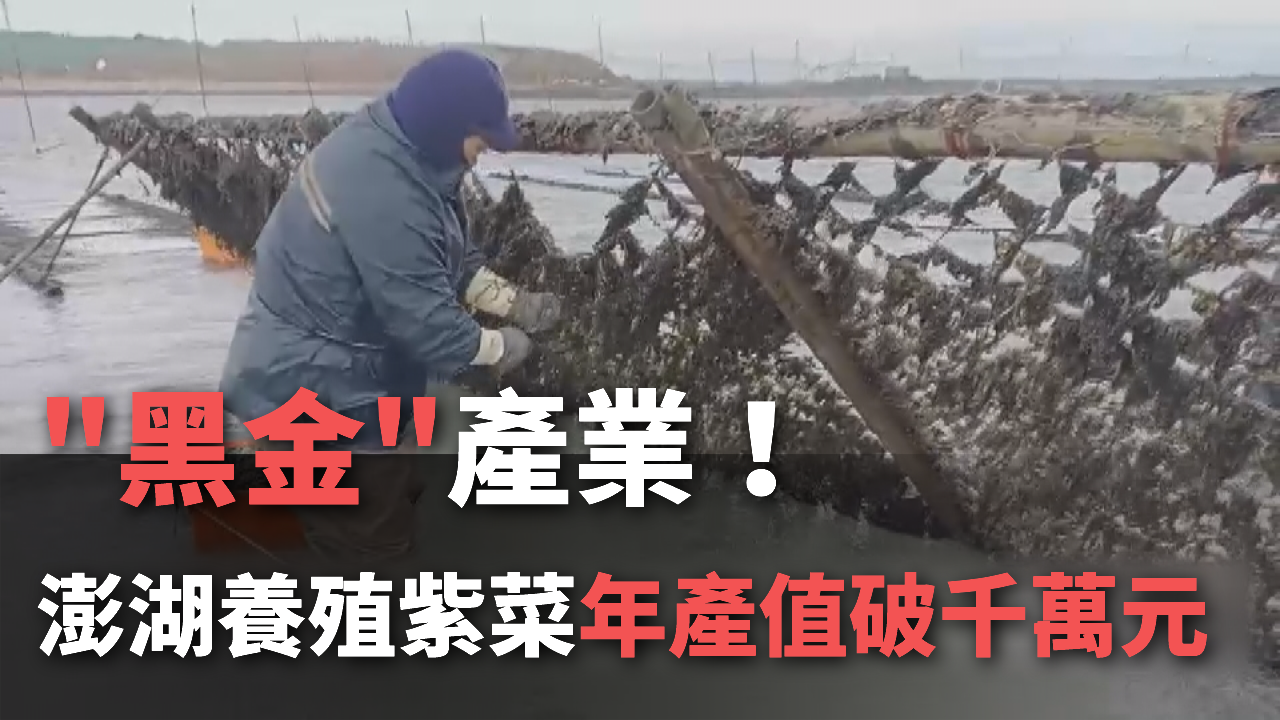 Tin video: Giá trị sản lượng ngành nuôi trồng “rong biển đen” ở Bành Hồ vượt trên 10 triệu Đài tệ