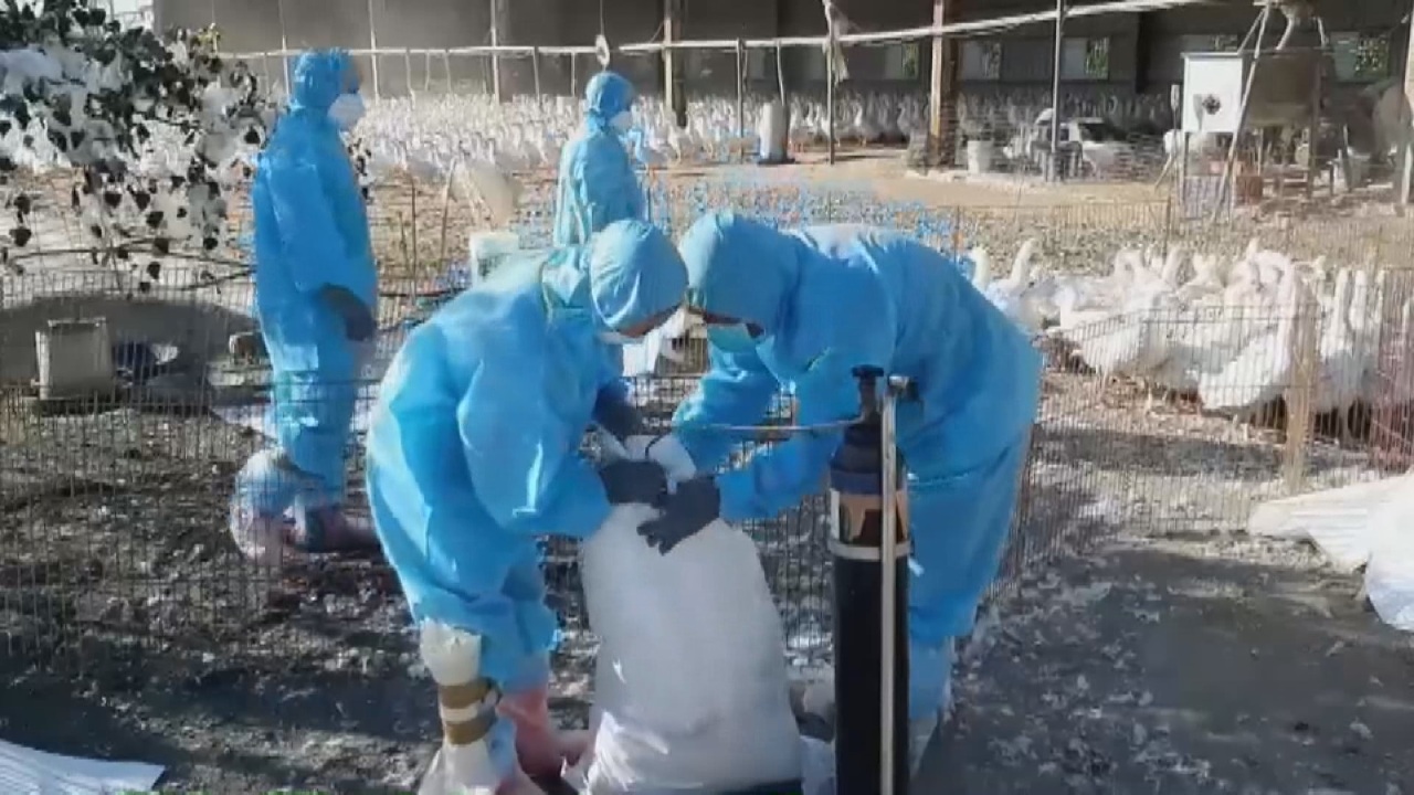Dịch cúm gia cầm H5N1 lan rộng, 5 trại chăn nuôi tại Chương Hóa đều nhiễm dịch