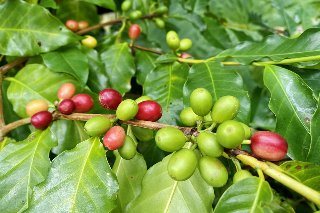 Bã cà phê có rất nhiều công dụng. Người nông dân muốn làm nhang để xua đuổi côn trùng