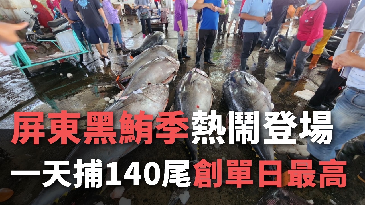 Bình Đông náo nhiệt với mùa cá ngừ vây xanh