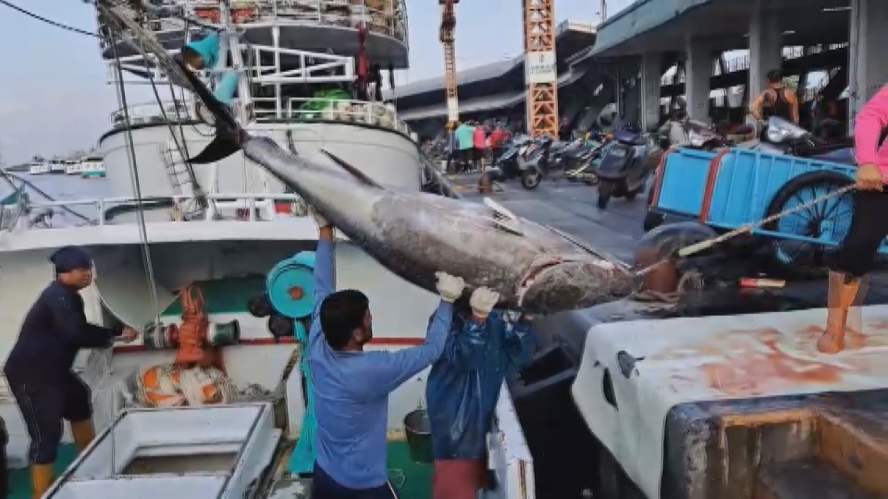 Video: Kỷ lục mới! Cá ngừ vây xanh cập cảng Đông Cảng với 438 con